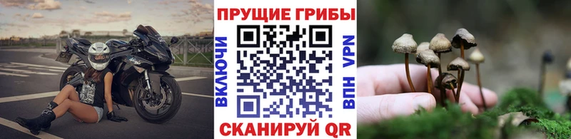 mega рабочий сайт  купить  сайты  Михайловск  Галлюциногенные грибы Psilocybe 